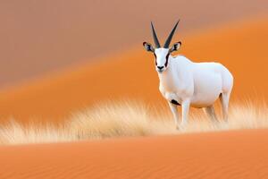 Proud oryx stands atop a red dune in the Namibian desert, illuminated by golden sunlight and surrounded by intricate sand patterns photo