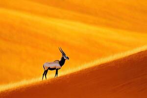 Oryx stands majestically on red dune in the Namibian desert showcasing stunning sand patterns in golden light photo