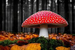 Vibrant red mushroom with white polka dots grows amid moss and fallen leaves in a tranquil forest setting photo
