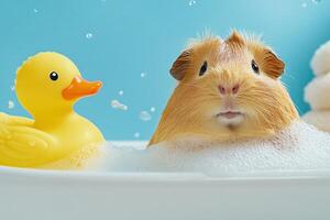Guinea pig enjoys a relaxing bath in a sink with soapy water and a rubber duck surrounded by spa accessories photo