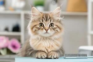 Maine cat enjoys grooming session on a bright table surrounded by grooming tools and soft daylight photo