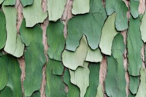 Close-up view of textured tree bark showcasing olive-brown tones and vibrant green moss patches photo