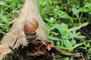 a snail on a dry coconut tree frond photo