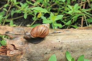 a snail crawling on a dry coconut tree frond photo