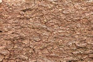 cracked dry tree bark texture photo
