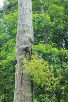 grass grows in the hole of a coconut tree trunk photo