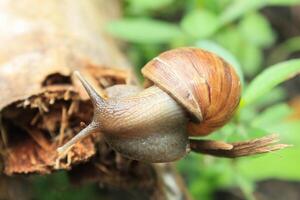 a snail crawling on a dry coconut tree frond on the grass photo