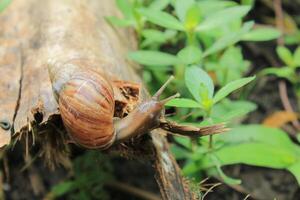 a snail crawling on a dry log photo