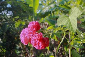 red roses bloom brightly in the morning photo