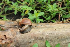a snail crawling on a log in the grass photo