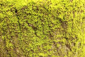 green moss grows covering the rocks photo