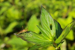 Leptocorisa oratoria, is a pest that disturbs rice plants and is therefore an enemy of farmers photo