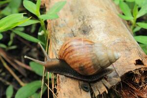 a snail crawling on a log photo
