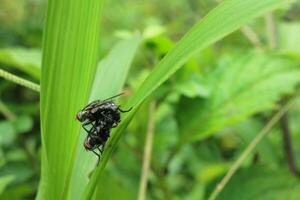 a pair of flies on a leaf are mating photo