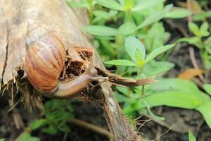 a snail crawling photo