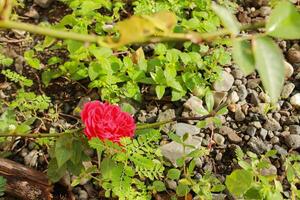 roses bloom among the grass photo