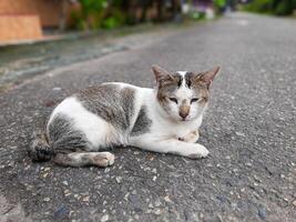 Stray Cat Relaxing on a Paved Road photo
