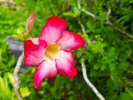 close up of Pink Adenium Flower photo