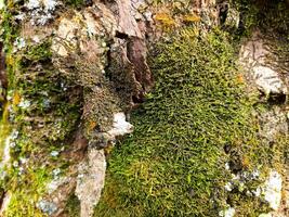 Close-Up of Moss and Tree Bark Texture photo