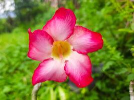 Pink Adenium Flower or Desert Rose Close-Up photo