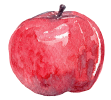 Watercolor red apple hand drawn isolated png