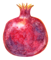 Watercolor pomegranate isolated png