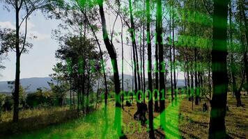 Outside Futuristic Bar Chart at Forest Trees Binary Code in Brazil . Numbers Turbine. photo