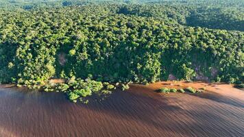 Awe Amazonian Forest in Manaus Amazonas Brazil.. Jungle Preservation. photo