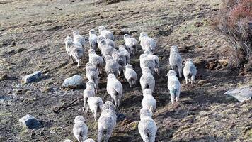 Above view of wild sheep in El Calafate Santa Cruz Argentina. photo