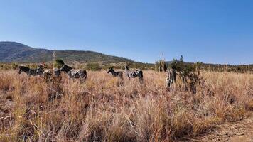 High Angle of Wild Zebras at Pilanesberg National Park in North West South Africa . Lodge African Animals. photo