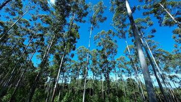 Awesome Eucalyptus Field in Mococa Sao Paulo Brazil. photo