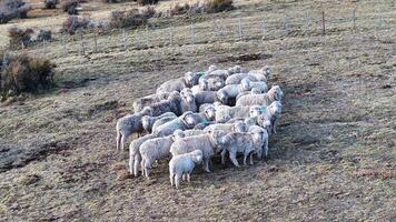 Exterior Flock of sheeps in El Calafate Santa Cruz Argentina. photo