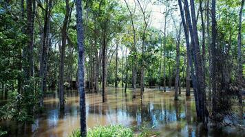 Above view of Amazonian Rainforest in Manaus Amazonas in Brazil. Logging Logging. photo