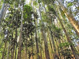 Aerial View of forest trees in Rural landscape Brazil. photo