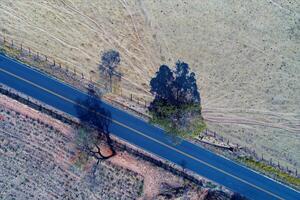 Aerial View of Eucalyptus Forest in Mococa Sao Paulo Brazil. photo