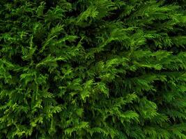 Dense green foliage of lush evergreen hedge in natural garden setting photo
