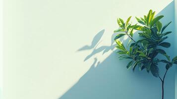 Lush green plant casting a distinct shadow on a minimalist pastel wall, creating a serene and stylish atmosphere photo
