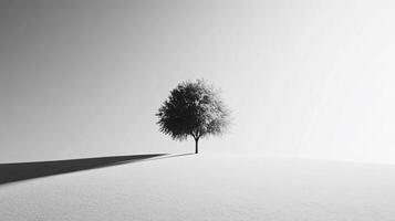 Black and white image of a lonely tree casting a long shadow in a minimalist and surreal landscape photo