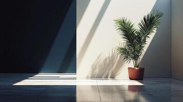 Sunlight illuminating potted parlour palm - chamaedorea elegans - creating shadows in modern minimalist room photo