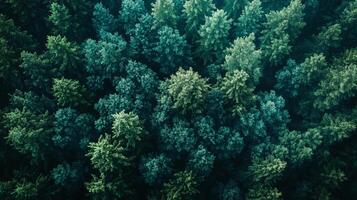 Aerial view of a dense forest, showcasing the texture and pattern of treetops photo