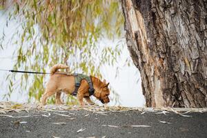 A delightful dog, securely held on its leash, joyfully sniffs the grass and dirt at the base of a large tree, eagerly exploring its surroundings with boundless curiosity and excitement photo