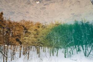 A stunning depiction of trees, their forms elegantly mirrored in a serene body of water, crafts a mesmerizing scene that evokes the true essence of natures artistry and deep tranquility photo