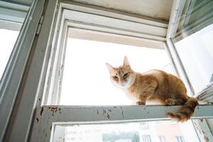 A domestic shorthaired cat, a carnivorous feline, sits on a window sill, gazing out onto the world. Its fawn fur, whiskers, and tail are idyllically framed against the wooden window frame photo
