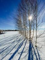 The bright sun is shining brilliantly through the trees, casting long shadows on the pristine, white snow below it, creating a beautiful winter scene that enchants all who see it photo
