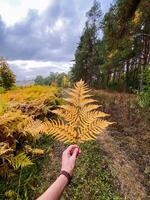 A person is holding a vibrant yellow fern leaf in front of a lush, green forest, beautifully showcasing the magnificence of nature and its incredible diversity to everyone around them photo