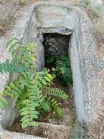 A small hole in the ground has gradually evolved into a lush and thriving habitat, with various ferns growing beautifully, adding vibrant shades of green to the earthy surroundings photo