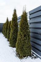 A sturdy fence encloses a grove of tall trees blanketed in glimmering white snow, creating an enchanting winter wonderland that captivates all who visit this chilly season photo