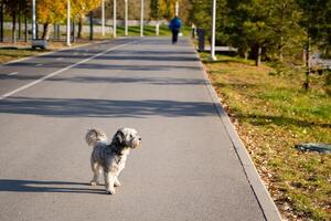 A small, energetic dog stands proudly on a wide sidewalk that runs alongside a busy road, carefully observing the vibrant world around it with keen interest and palpable excitement photo