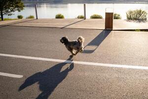A small and energetic dog is joyfully sprinting on a sturdy leash held by its devoted owner, creating a lively and animated scene amidst the beauty of nature and bustling urban surroundings photo