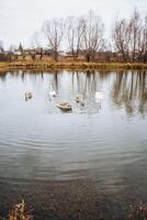 A beautiful group of graceful swans is swimming serenely in a tranquil lake, surrounded by lush greenery and the expansive sky above, creating a stunning natural landscape photo